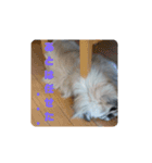 愛犬はぺキニーズ（個別スタンプ：14）
