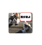 愛犬はぺキニーズ（個別スタンプ：15）
