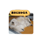 愛犬はぺキニーズ（個別スタンプ：16）