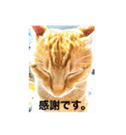 まめこー（個別スタンプ：1）