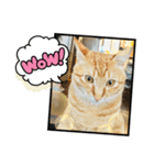 まめこー（個別スタンプ：4）