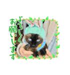 まめこー（個別スタンプ：8）