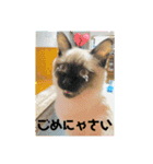 まめこー（個別スタンプ：12）