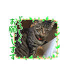 猫のコマちゃんとナナちゃん2（個別スタンプ：7）