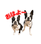 ぼすてりくかい2（個別スタンプ：4）