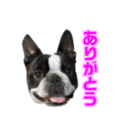 ぼすてりくかい2（個別スタンプ：5）