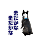 ぼすてりくかい2（個別スタンプ：17）