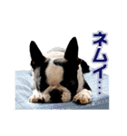 ぼすてりくかい2（個別スタンプ：19）