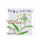 ミチコばあば NO18 夏の花 C（個別スタンプ：1）