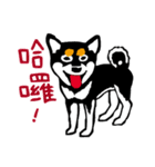 紅茶(柴犬) 1 - 日常会話（個別スタンプ：1）