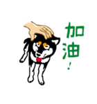 紅茶(柴犬) 1 - 日常会話（個別スタンプ：3）