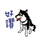 紅茶(柴犬) 1 - 日常会話（個別スタンプ：12）