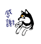 紅茶(柴犬) 1 - 日常会話（個別スタンプ：17）