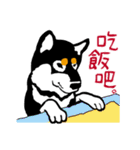 紅茶(柴犬) 1 - 日常会話（個別スタンプ：20）