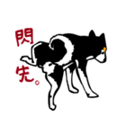 紅茶(柴犬) 1 - 日常会話（個別スタンプ：21）