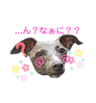 Jentilスタンプ①（個別スタンプ：2）