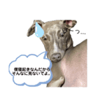 Jentilスタンプ①（個別スタンプ：5）
