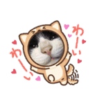 ハチワレはっちゃん815②（個別スタンプ：1）