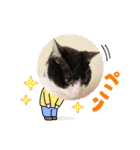 ハチワレはっちゃん815②（個別スタンプ：3）