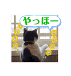 ハチワレはっちゃん815②（個別スタンプ：5）