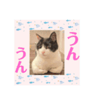 ハチワレはっちゃん815②（個別スタンプ：9）