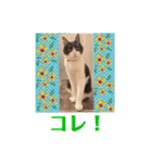 ハチワレはっちゃん815②（個別スタンプ：10）