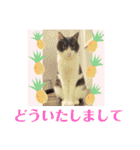 ハチワレはっちゃん815②（個別スタンプ：12）
