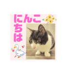 ハチワレはっちゃん815②（個別スタンプ：13）