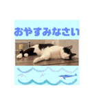 ハチワレはっちゃん815②（個別スタンプ：14）
