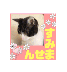 ハチワレはっちゃん815②（個別スタンプ：17）