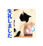 ハチワレはっちゃん815②（個別スタンプ：18）