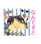 ハチワレはっちゃん815②（個別スタンプ：33）