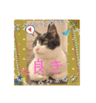 ハチワレはっちゃん815②（個別スタンプ：36）