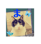 ハチワレはっちゃん815②（個別スタンプ：38）
