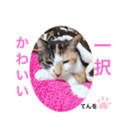 しもてぃーず（個別スタンプ：7）
