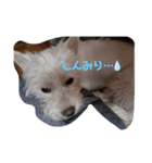 白モフ⚡トビくん（個別スタンプ：5）