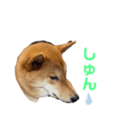 柴犬今日のはち君（個別スタンプ：2）