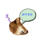 柴犬今日のはち君（個別スタンプ：3）