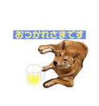 柴犬今日のはち君（個別スタンプ：13）