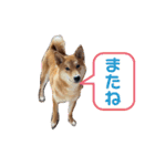 柴犬今日のはち君（個別スタンプ：14）