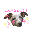 Jentilスタンプ②（個別スタンプ：2）