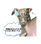 Jentilスタンプ②（個別スタンプ：5）