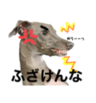 Jentilスタンプ②（個別スタンプ：6）