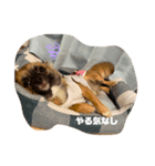 愉快な仲間(わんこ)達（個別スタンプ：5）