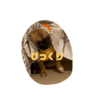 愉快な仲間(わんこ)達（個別スタンプ：7）