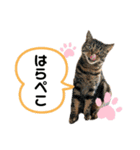 みー＆まーときゃん（個別スタンプ：3）