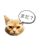 みー＆まーときゃん（個別スタンプ：4）