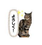 みー＆まーときゃん（個別スタンプ：5）