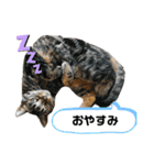 みー＆まーときゃん（個別スタンプ：9）