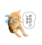 みー＆まーときゃん（個別スタンプ：14）
